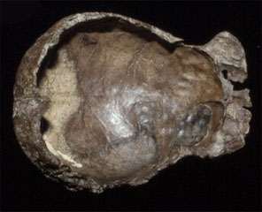 Trinil base